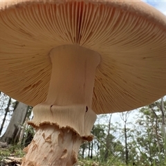 Amanita ochrophylla group at Bangalee, NSW - 9 Mar 2025 02:23 PM
