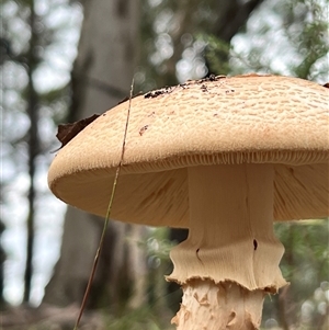 Amanita ochrophylla group at Bangalee, NSW - 9 Mar 2025 02:23 PM
