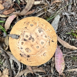 Amanita ochrophylla group at Bangalee, NSW - 9 Mar 2025 02:23 PM