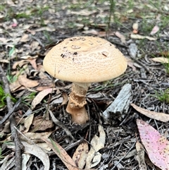 Amanita ochrophylla group at Bangalee, NSW - 9 Mar 2025 02:23 PM