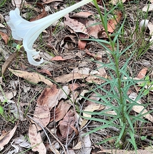 Lilium formosanum at Bangalee, NSW - 9 Mar 2025 02:26 PM