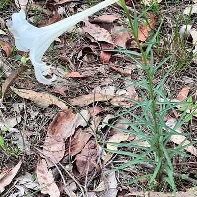 Lilium formosanum (Taiwan Lily, Tiger Lily) at Bangalee, NSW - 9 Mar 2025 by JimL