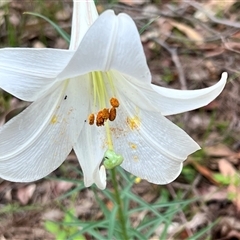 Lilium formosanum at Bangalee, NSW - 9 Mar 2025 02:26 PM