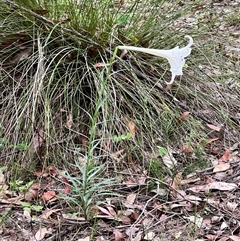 Lilium formosanum at Bangalee, NSW - 9 Mar 2025 02:26 PM