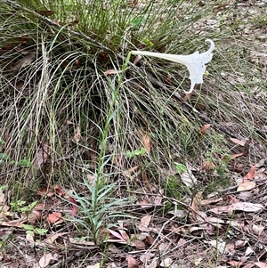 Lilium formosanum at Bangalee, NSW - 9 Mar 2025 02:26 PM