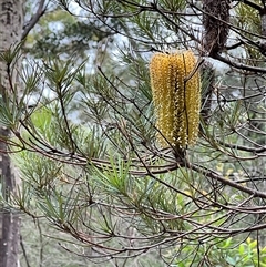 Banksia spinulosa (Hairpin Banksia) at Bangalee, NSW - 9 Mar 2025 by JimL