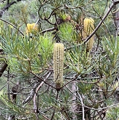 Banksia spinulosa at Bangalee, NSW - 9 Mar 2025 02:30 PM