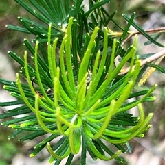 Banksia spinulosa at Bangalee, NSW - 9 Mar 2025 02:30 PM