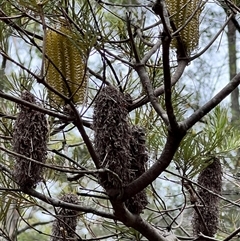 Banksia spinulosa at Bangalee, NSW - 9 Mar 2025 02:30 PM