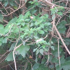 Lantana camara (Lantana) at Bangalee, NSW - 9 Mar 2025 by JimL