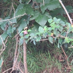 Lantana camara at Bangalee, NSW - 9 Mar 2025 11:12 AM