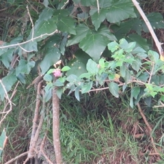 Lantana camara at Bangalee, NSW - Yesterday 11:12 AM