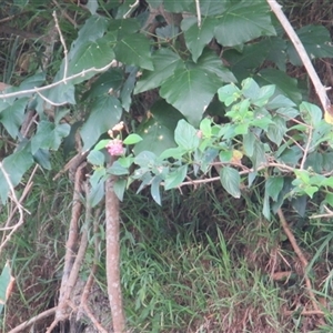 Lantana camara at Bangalee, NSW - Yesterday 11:12 AM