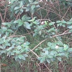 Lantana camara at Bangalee, NSW - Yesterday 11:12 AM