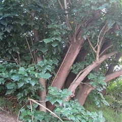 Erythrina x sykesii (Common Coral Tree) at Bangalee, NSW - 9 Mar 2025 by JimL