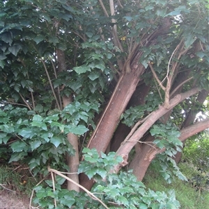 Erythrina x sykesii at Bangalee, NSW - Yesterday 11:11 AM