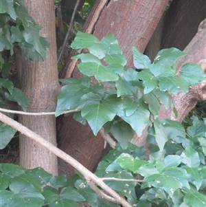 Erythrina x sykesii at Bangalee, NSW - Yesterday 11:11 AM