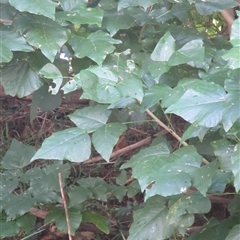 Erythrina x sykesii at Bangalee, NSW - Yesterday 11:11 AM