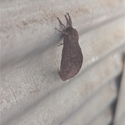 Elhamma australasiae (A Swift or Ghost moth (Hepialidae)) at Nerriga, NSW - 7 Mar 2025 by Miranda