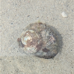 Turbo (Ninella) torquatus (Sydney Or Heavy Turban Shell) at Vincentia, NSW - 8 Mar 2025 by Miranda