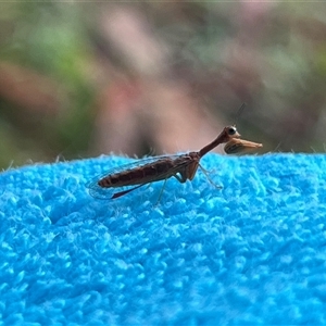 Mantispidae (Family) at Bangalee, NSW - 10 Mar 2025 07:44 AM