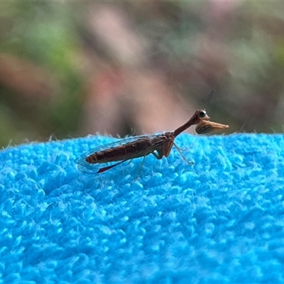 Mantispidae (Family) at Bangalee, NSW - 10 Mar 2025 by JimL