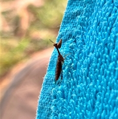 Mantispidae (Family) at Bangalee, NSW - 10 Mar 2025 07:44 AM