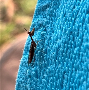 Mantispidae (Family) at Bangalee, NSW - 10 Mar 2025 07:44 AM