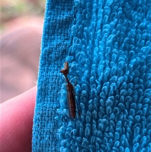 Mantispidae (Family) at Bangalee, NSW - 10 Mar 2025 07:44 AM