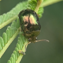 Unidentified Leaf beetle (Chrysomelidae) at Vincentia, NSW - 8 Mar 2025 by Miranda