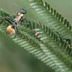 Polyrhachis ammon (Golden-spined Ant, Golden Ant) at Vincentia, NSW - 8 Mar 2025 by Miranda