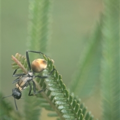 Polyrhachis ammon at Vincentia, NSW - 8 Mar 2025 02:46 PM