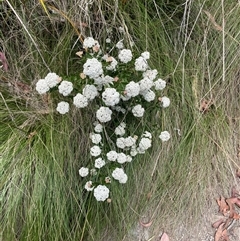 Unidentified Other Wildflower or Herb at Mount Buffalo, VIC - 30 Dec 2023 by LenLenJones