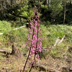 Unidentified Other Wildflower or Herb at Mount Buffalo, VIC - 30 Dec 2023 by LenLenJones