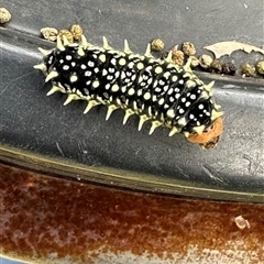 Doratifera casta (Black Slug Moth) at Tomerong, NSW - 9 Mar 2025 by lbradley