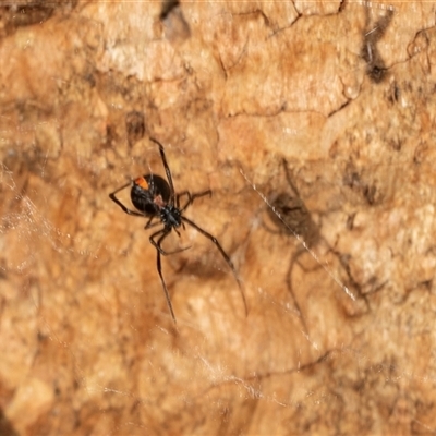 Latrodectus hasselti (Redback Spider) at Higgins, ACT - 28 Feb 2025 by AlisonMilton