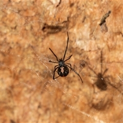 Latrodectus hasselti at Higgins, ACT - 28 Feb 2025 10:46 AM
