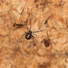 Latrodectus hasselti at Higgins, ACT - 28 Feb 2025 10:46 AM