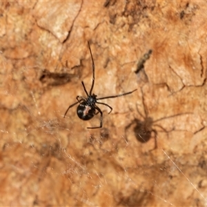 Latrodectus hasselti at Higgins, ACT - 28 Feb 2025 10:46 AM