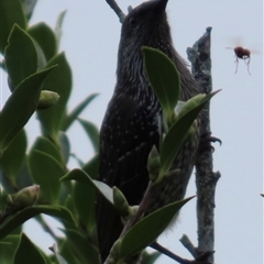 Anthochaera chrysoptera (Little Wattlebird) at Kangaroo Valley, NSW - Yesterday by lbradley