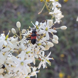 Obrida fascialis (One banded longicorn) at Tharwa, ACT - 19 Jan 2024 by MichaelBedingfield