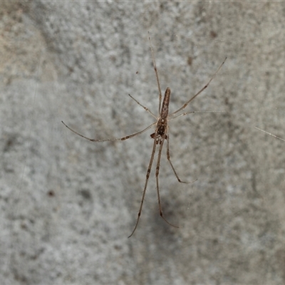 Tetragnatha sp. (genus) (Long-jawed spider) at Higgins, ACT - 28 Feb 2025 by AlisonMilton