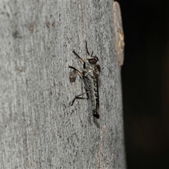 Cerdistus sp. (genus) (Slender Robber Fly) at Higgins, ACT - 28 Feb 2025 by AlisonMilton