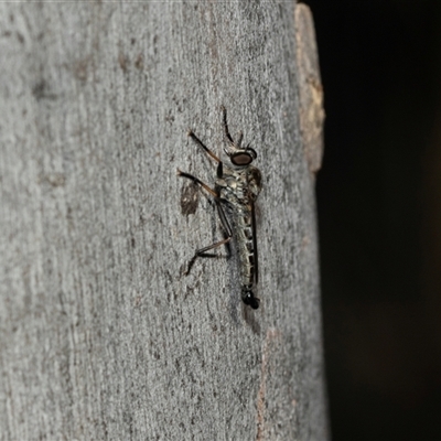 Cerdistus sp. (genus) (Slender Robber Fly) at Higgins, ACT - 28 Feb 2025 by AlisonMilton