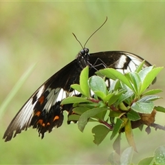 Papilio aegeus (Orchard Swallowtail, Large Citrus Butterfly) at Braemar, NSW - 4 Mar 2025 by Curiosity