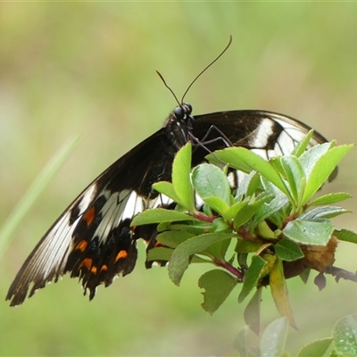 Papilio aegeus (Orchard Swallowtail, Large Citrus Butterfly) at Braemar, NSW - 4 Mar 2025 by Curiosity