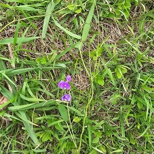 Glycine tabacina at Brownlow Hill, NSW - 20 Feb 2025 09:51 AM