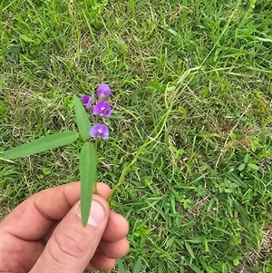 Glycine tabacina at Brownlow Hill, NSW - 20 Feb 2025 09:51 AM
