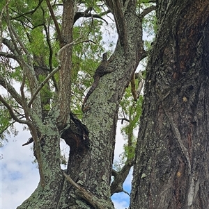 Varanus varius at Brownlow Hill, NSW - suppressed