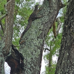 Varanus varius at Brownlow Hill, NSW - suppressed
